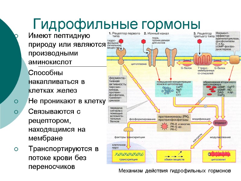 Гидрофильные гормоны  Имеют пептидную природу или являются производными аминокислот Способны накапливаться в клетках